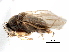  ( - BIOUG28751-G06)  @11 [ ] CreativeCommons - Attribution (2016) CBG Photography Group Centre for Biodiversity Genomics