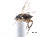  ( - BIOUG28751-H05)  @11 [ ] CreativeCommons - Attribution (2016) CBG Photography Group Centre for Biodiversity Genomics