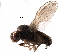  ( - BIOUG28752-B10)  @11 [ ] CreativeCommons - Attribution (2016) CBG Photography Group Centre for Biodiversity Genomics