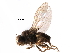  ( - BIOUG28752-B11)  @11 [ ] CreativeCommons - Attribution (2016) CBG Photography Group Centre for Biodiversity Genomics