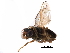 ( - BIOUG28752-B12)  @11 [ ] CreativeCommons - Attribution (2016) CBG Photography Group Centre for Biodiversity Genomics