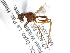  (Cardiacephala cinnameus - BIOUG31901-C10)  @11 [ ] CreativeCommons - Attribution (2017) CBG Photography Group Centre for Biodiversity Genomics
