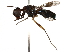  (Cardiacephala harenosa - BIOUG31901-C11)  @11 [ ] CreativeCommons - Attribution (2017) CBG Photography Group Centre for Biodiversity Genomics