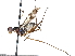  (Ptilosphen mimicus - BIOUG31901-D08)  @11 [ ] CreativeCommons - Attribution (2017) CBG Photography Group Centre for Biodiversity Genomics