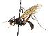  (Mesoconius apicalis - BIOUG31901-E05)  @11 [ ] CreativeCommons - Attribution (2017) CBG Photography Group Centre for Biodiversity Genomics