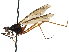  (Mesoconius ruficrus - BIOUG31901-E11)  @11 [ ] CreativeCommons - Attribution (2017) CBG Photography Group Centre for Biodiversity Genomics