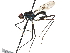  ( - BIOUG31901-F04)  @11 [ ] CreativeCommons - Attribution (2017) CBG Photography Group Centre for Biodiversity Genomics