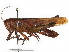  ( - BIOUG36799-E06)  @11 [ ] CreativeCommons - Attribution (2018) CBG Photography Group Centre for Biodiversity Genomics