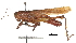  ( - BIOUG36799-E07)  @11 [ ] CreativeCommons - Attribution (2018) CBG Photography Group Centre for Biodiversity Genomics