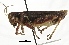  ( - BIOUG36799-F04)  @11 [ ] CreativeCommons - Attribution (2018) CBG Photography Group Centre for Biodiversity Genomics