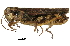  ( - BIOUG36799-F05)  @11 [ ] CreativeCommons - Attribution (2018) CBG Photography Group Centre for Biodiversity Genomics