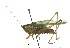  ( - BIOUG36799-G03)  @11 [ ] CreativeCommons - Attribution (2018) CBG Photography Group Centre for Biodiversity Genomics