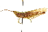  ( - BIOUG44550-D08)  @11 [ ] CreativeCommons - Attribution (2018) CBG Photography Group Centre for Biodiversity Genomics