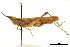  ( - BIOUG44550-D09)  @11 [ ] CreativeCommons - Attribution (2018) CBG Photography Group Centre for Biodiversity Genomics