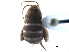  (Myrmecophilus pergandei - BIOUG44550-E10)  @11 [ ] CreativeCommons - Attribution (2018) CBG Photography Group Centre for Biodiversity Genomics