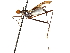  ( - CCDB-33184-F09)  @11 [ ] CreativeCommons - Attribution (2019) CBG Photography Group Centre for Biodiversity Genomics