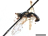  ( - CCDB-33291-A02)  @11 [ ] CreativeCommons - Attribution (2019) CBG Photography Group Centre for Biodiversity Genomics