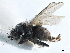  ( - CCDB-33291-C06)  @11 [ ] CreativeCommons - Attribution (2019) CBG Photography Group Centre for Biodiversity Genomics