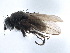  ( - CCDB-33291-D09)  @11 [ ] CreativeCommons - Attribution (2019) CBG Photography Group Centre for Biodiversity Genomics
