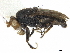  (Howickia nitidipleura - debu00161028)  @11 [ ] CreativeCommons - Attribution (2020) CBG Photography Group Centre for Biodiversity Genomics