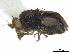  (Howickia xanthocephala - debu00161034)  @11 [ ] CreativeCommons - Attribution (2020) CBG Photography Group Centre for Biodiversity Genomics
