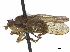  (Dasysciomyza - debu01089085)  @11 [ ] CreativeCommons - Attribution (2020) CBG Photography Group Centre for Biodiversity Genomics