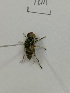  (Eristalinus quinquestriatus - X_BJCP39)  @11 [ ] bync (2019) Unspecified Beijing Academy of Agricultural and Forestry Sciences