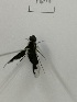  (Bombylella koreanus - X_BJCP41)  @11 [ ] bync (2019) Unspecified Beijing Academy of Agricultural and Forestry Sciences
