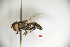  ( - ZI068)  @11 [ ] by-nc (2019) Unspecified China Agricultural University