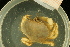  ( - UMBergen_NB_deca04)  @13 [ ] CreativeCommons - Attribution Non-Commercial Share-Alike (2012) Unspecified University of Bergen, Natural History Collections