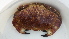  ( - ZMBN_106062)  @11 [ ] CreativeCommons - Attribution Non-Commercial Share-Alike (2017) University of Bergen Natural History Collections