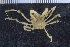  ( - ZMBN_108024)  @11 [ ] CreativeCommons - Attribution Non-Commercial Share-Alike (2017) University of Bergen Natural History Collections