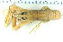  ( - ZMBN_108031)  @11 [ ] CreativeCommons - Attribution Non-Commercial Share-Alike (2017) University of Bergen Natural History Collections