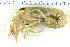  ( - ZMBN_108031)  @11 [ ] CreativeCommons - Attribution Non-Commercial Share-Alike (2017) University of Bergen Natural History Collections
