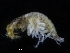  ( - ZMBN_108037)  @11 [ ] CreativeCommons - Attribution Non-Commercial Share-Alike (2017) University of Bergen Natural History Collections