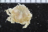  ( - ZMBN_108053)  @11 [ ] CreativeCommons - Attribution Non-Commercial Share-Alike (2017) University of Bergen Natural History Collections