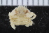  ( - ZMBN_108053)  @11 [ ] CreativeCommons - Attribution Non-Commercial Share-Alike (2017) University of Bergen Natural History Collections