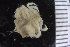  ( - ZMBN_108054)  @11 [ ] CreativeCommons - Attribution Non-Commercial Share-Alike (2017) University of Bergen Natural History Collections