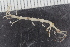  ( - ZMBN_111594)  @11 [ ] CreativeCommons - Attribution Non-Commercial Share-Alike (2018) University of Bergen Natural History Collections