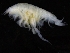  ( - ZMBN_111600)  @11 [ ] CreativeCommons - Attribution Non-Commercial Share-Alike (2018) University of Bergen Natural History Collections