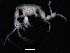  (Caprella tuberculata - ZMBN_111605)  @11 [ ] CreativeCommons - Attribution Non-Commercial Share-Alike (2018) University of Bergen Natural History Collections