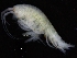  ( - ZMBN_111611)  @11 [ ] CreativeCommons - Attribution Non-Commercial Share-Alike (2018) University of Bergen Natural History Collections