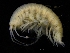  ( - ZMBN_111613)  @11 [ ] CreativeCommons - Attribution Non-Commercial Share-Alike (2018) University of Bergen Natural History Collections