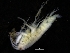  (Liljeborgia pallida - ZMBN_111615)  @11 [ ] CreativeCommons - Attribution Non-Commercial Share-Alike (2018) University of Bergen Natural History Collections