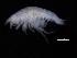  (Harpinia crenulata - ZMBN_111617)  @11 [ ] CreativeCommons - Attribution Non-Commercial Share-Alike (2018) University of Bergen Natural History Collections