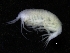  ( - ZMBN_111624)  @11 [ ] CreativeCommons - Attribution Non-Commercial Share-Alike (2018) University of Bergen Natural History Collections