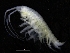  ( - ZMBN_111626)  @11 [ ] CreativeCommons - Attribution Non-Commercial Share-Alike (2018) University of Bergen Natural History Collections