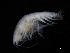  ( - ZMBN_111629)  @11 [ ] CreativeCommons - Attribution Non-Commercial Share-Alike (2018) University of Bergen Natural History Collections