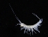  ( - ZMBN_111630)  @11 [ ] CreativeCommons - Attribution Non-Commercial Share-Alike (2018) University of Bergen Natural History Collections