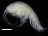  ( - ZMBN_112629)  @11 [ ] CreativeCommons - Attribution Non-Commercial Share-Alike (2018) University of Bergen Natural History Collections